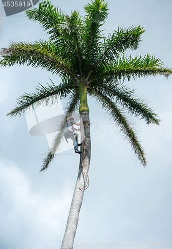 Image of Adult male climbs coconut tree to get coco nuts