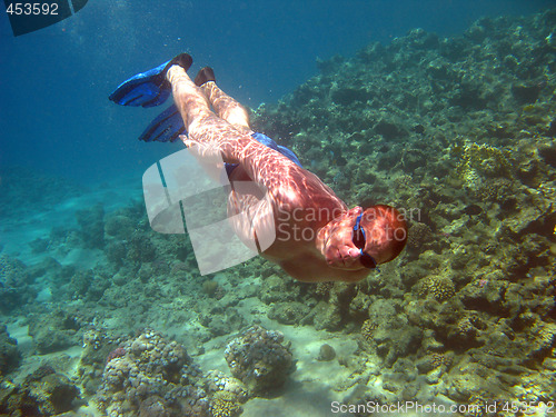Image of Diver and coral reef