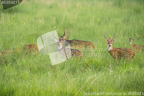 Image of Sika or spotted deers herd in the elephant grass