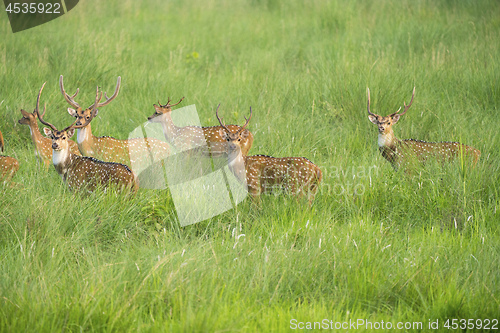 Image of Sika or spotted deers herd in the elephant grass