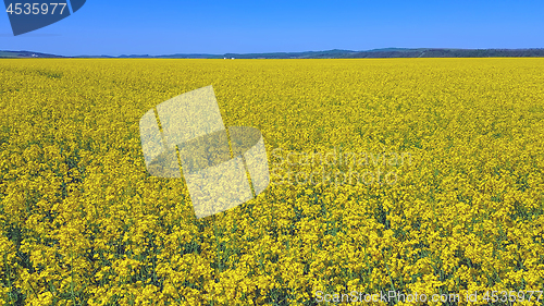 Image of Infinite yellow: rapeseed field