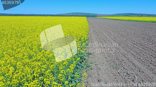 Image of Ground field between rapeseed fields