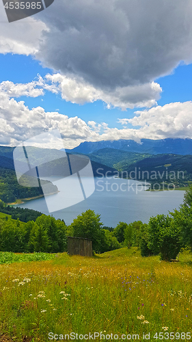 Image of Summer green forest landscape