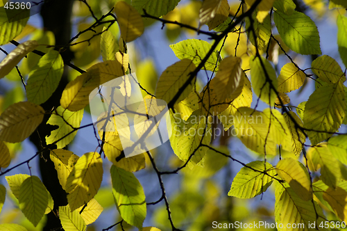 Image of Leaves in fall