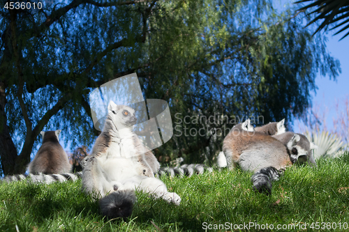 Image of Family of lemurs sunbathing on the grass. The ring tailed lemur, Lemur catta, is a large strepsirrhine primate and the most recognized lemur due to its long, black and white ringed tail