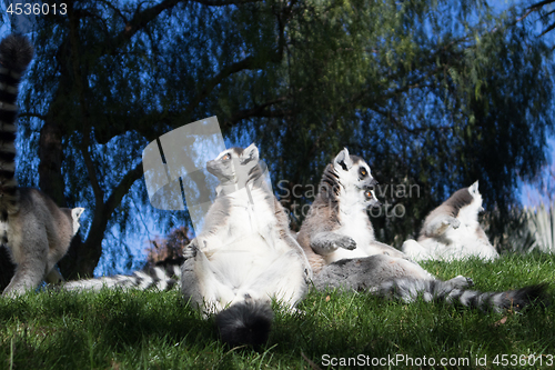 Image of Family of lemurs sunbathing on the grass. The ring tailed lemur, Lemur catta, is a large strepsirrhine primate and the most recognized lemur due to its long, black and white ringed tail