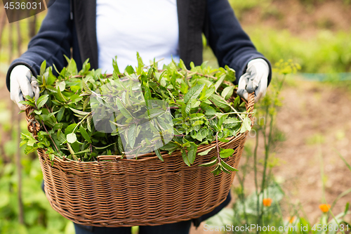 Image of gardening wooden basket with herbs