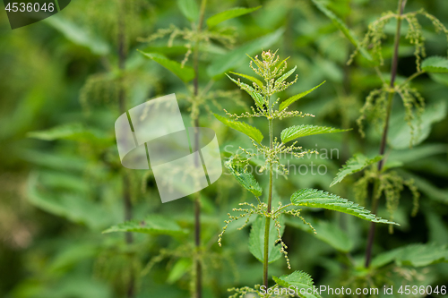 Image of nettle natural background