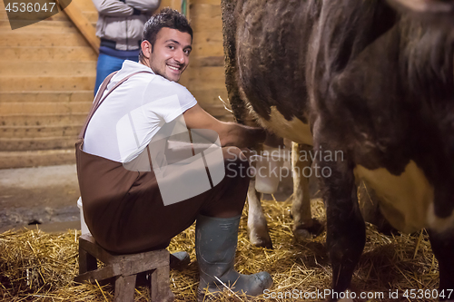 Image of farmer milking dairy cow by hand