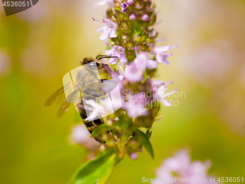 Image of close up Bee looking for nectar