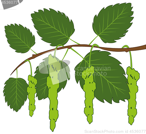 Image of Vector illustration of the green branch birch with bud