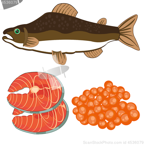 Image of Vector illustration of fish of the sort salmon and meat with roe