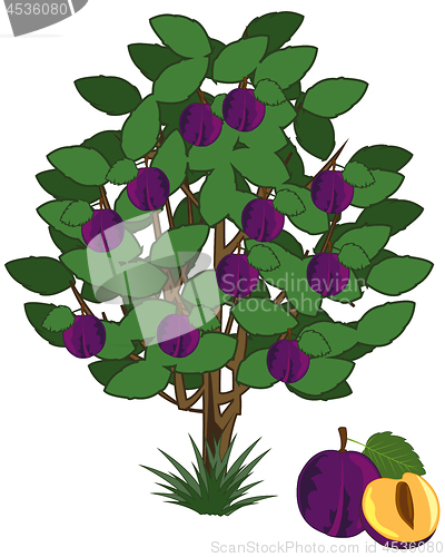 Image of Vector illustration tree with ripe fruit plum