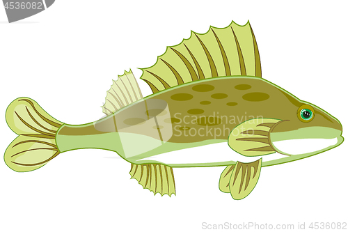 Image of Fish ruff on white background is insulated