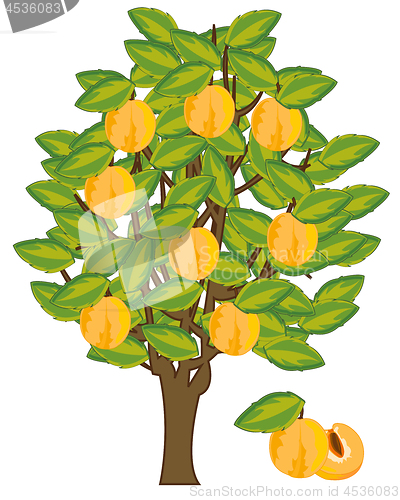 Image of Vector illustration tree with fruit yellow ripe discharges