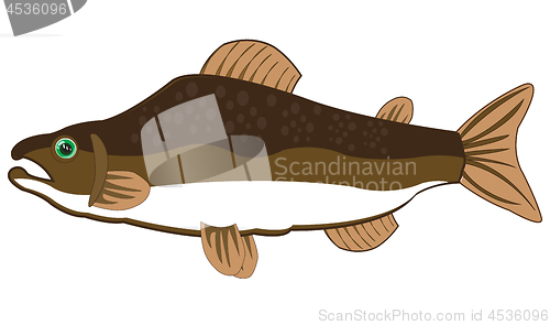 Image of Fish salmon on white background is insulated
