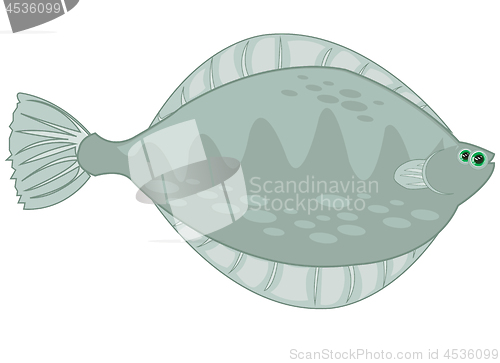 Image of Fish plaice on white background is insulated