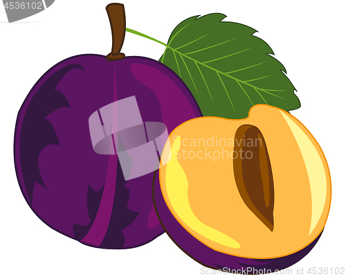 Image of Ripe fruit plum on white background is insulated