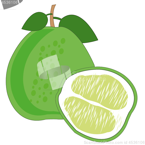 Image of Pomelo fruit on white background is insulated