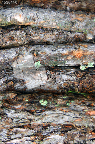 Image of Leafy firewood from branches tree background.Firewood of the larch