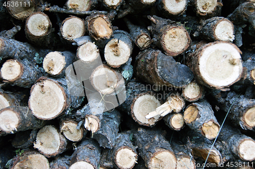 Image of Built firewood from branches tree larch background