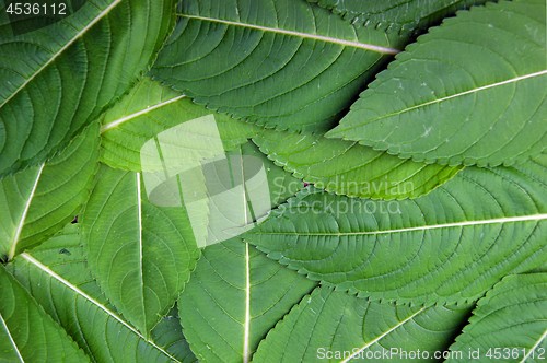 Image of Decorative background from green year sheet of the plant