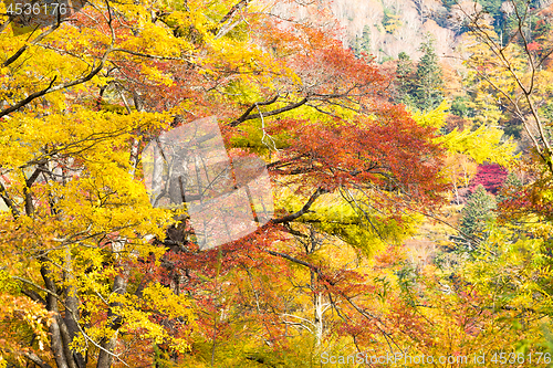 Image of Forest in Autumn