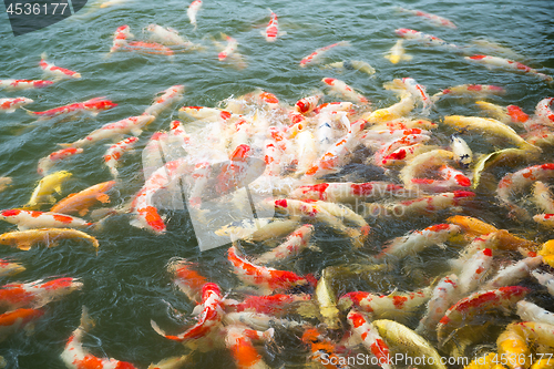 Image of Koi fish in pond