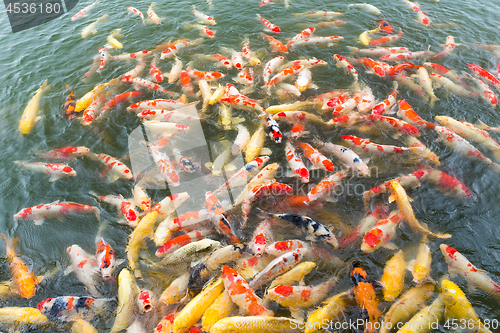 Image of Koi fish pond