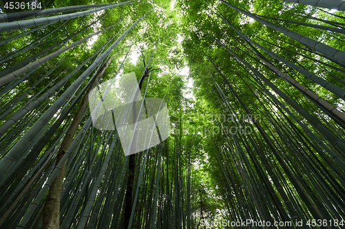 Image of Bamboo jungle 