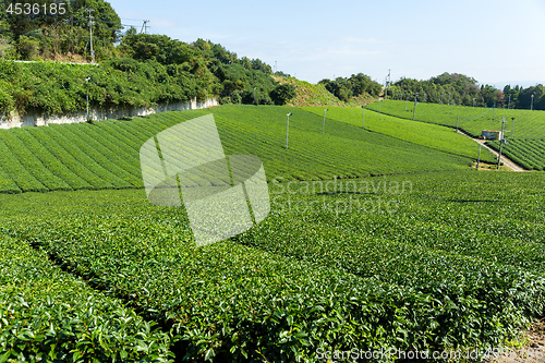 Image of Fresh Green tea farm