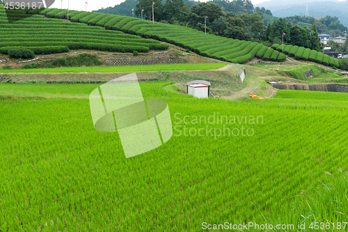 Image of Rice field and tea farm
