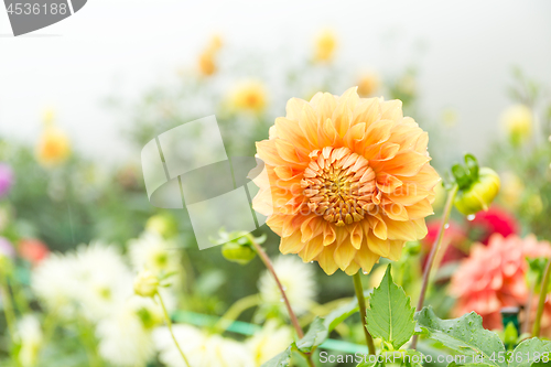 Image of Beautiful Chrysanthemums garden