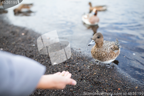 Image of Woman feeding duck