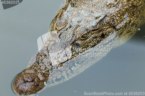 Image of Top view of crocodile swimming