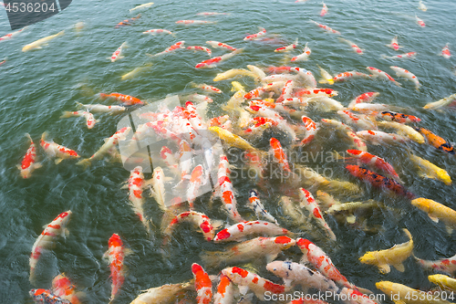 Image of Feeding Koi fish in the pond