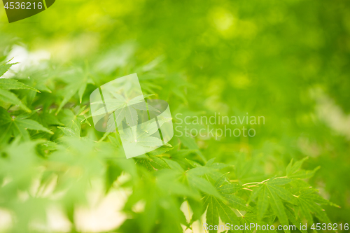 Image of Bright green maple leaves