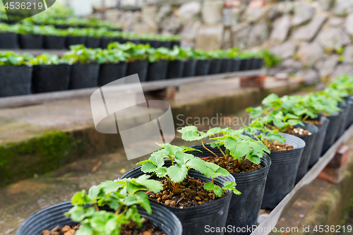 Image of Young Plants in Greenhouse