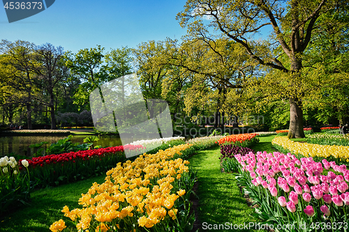 Image of Blooming tulips flowerbeds in Keukenhof flower garden, Netherlan