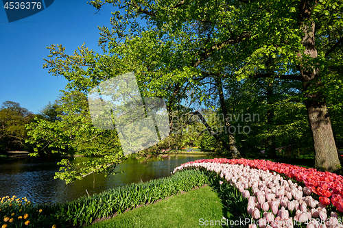 Image of Blooming tulips flowerbeds in Keukenhof flower garden, Netherlan