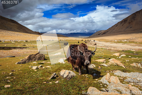 Image of Yak in Himalayas. Ladakh, India