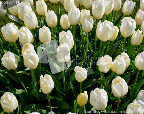 Image of Blooming tulips flowerbed in Keukenhof flower garden, Netherland