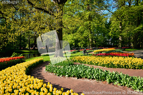 Image of Blooming tulips flowerbeds in Keukenhof flower garden, Netherlan