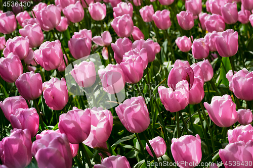 Image of Blooming tulips flowerbed in Keukenhof flower garden, Netherland