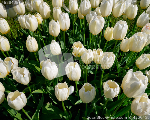 Image of Blooming tulips flowerbed in Keukenhof flower garden, Netherland