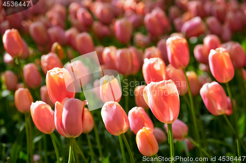 Image of Blooming tulips flowerbed in Keukenhof flower garden, Netherland