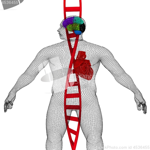 Image of 3D medical background with DNA strands and wire human body model