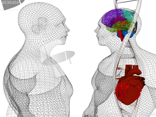 Image of 3D medical background with DNA strands and wire human body model