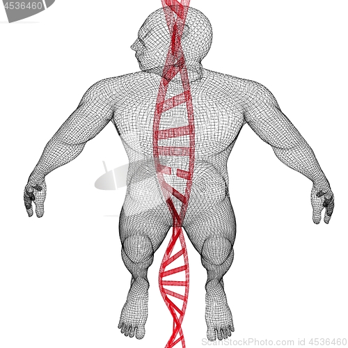 Image of 3D medical background with DNA strands and human. 3d render