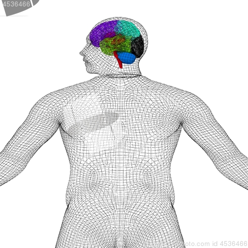 Image of Wire human model with brain. 3d render